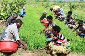 Burundian Farmers