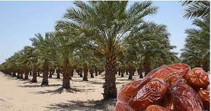 Date Farming in Eritrea